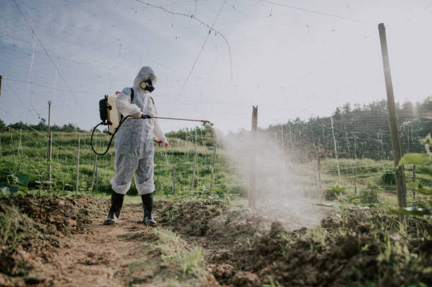 Best Affordable Pest Control Services  in Grand Meadow, MN