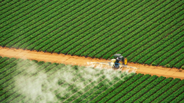 Best Termite Control Services  in Grand Meadow, MN